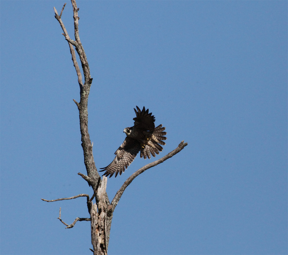 OWLET/HMBWMR8282012MRT108X1000jpg.jpg