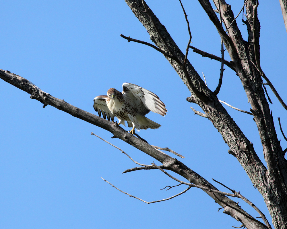 OWLET/HMBWMR8282012MRT175X1000.jpg