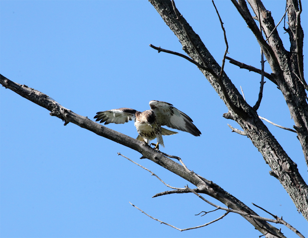 OWLET/HMBWMR8282012MRT175X1000.jpg