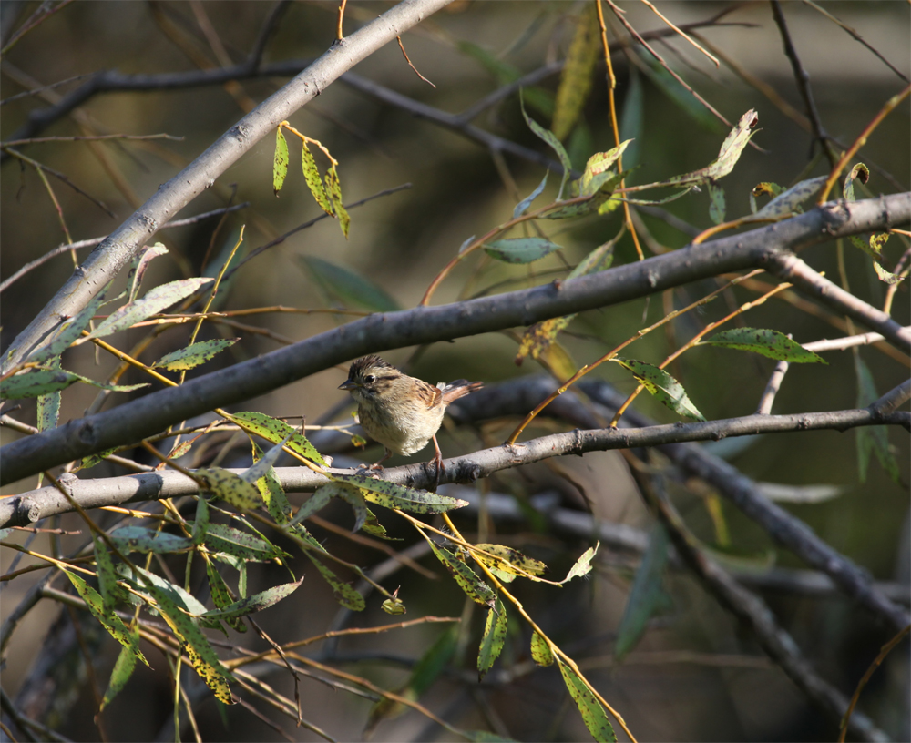 OWLET/HMMROAD8312012MRT420X1000.jpg