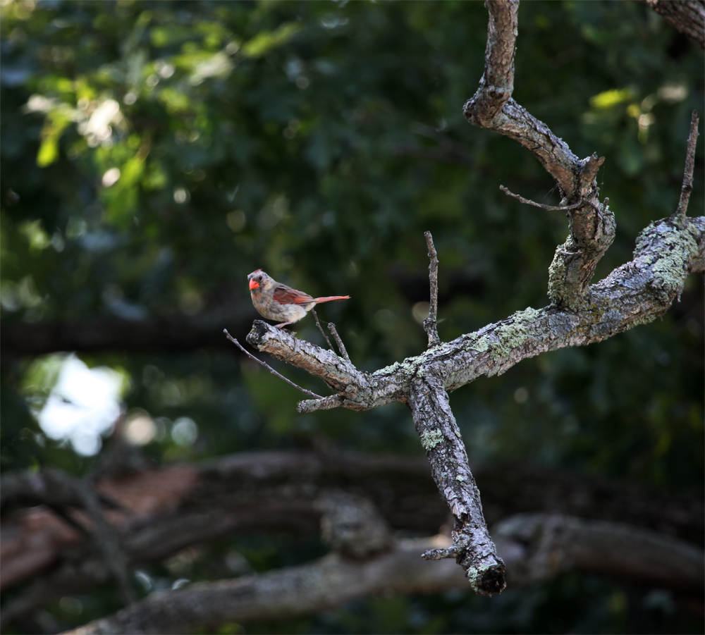 OWLET/HMMROAD8312012MRT420X1000.jpg