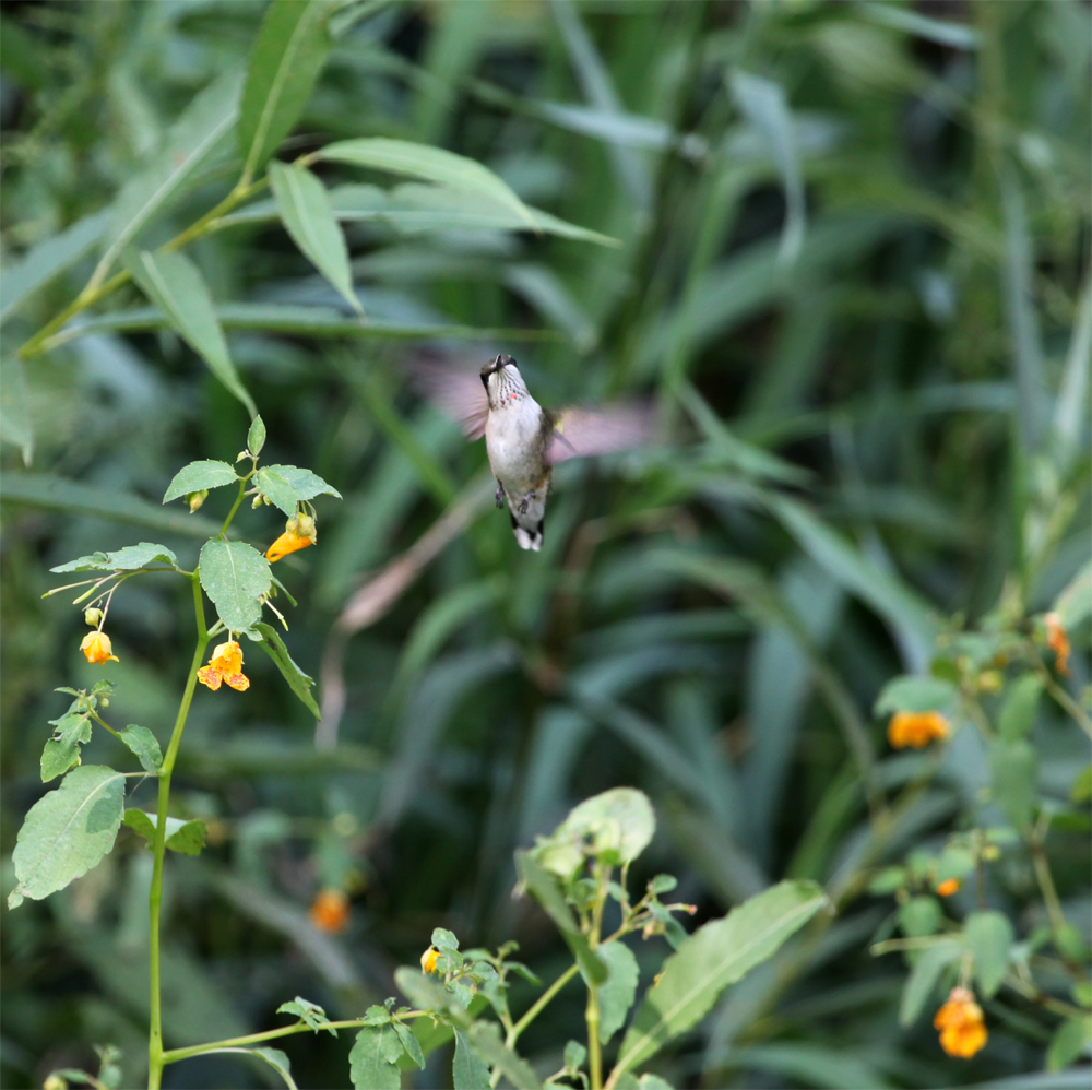 OWLET/HMMROAD8312012MRT739X1000.jpg