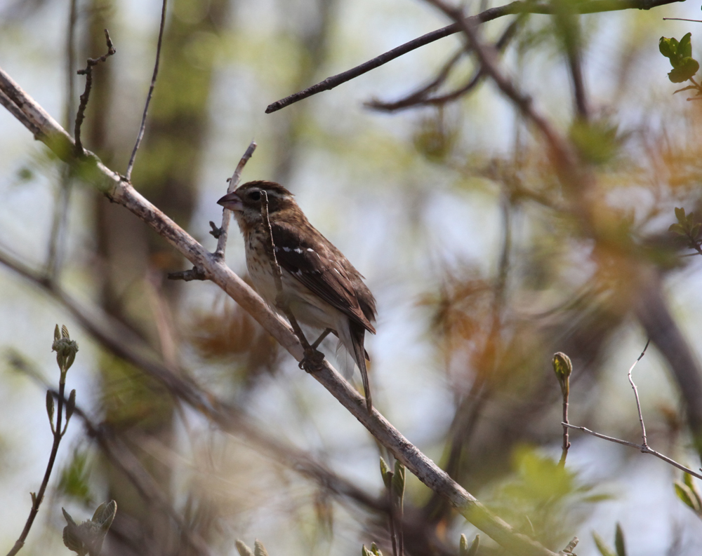 OWLET/HMNR0785082011MRT.jpg