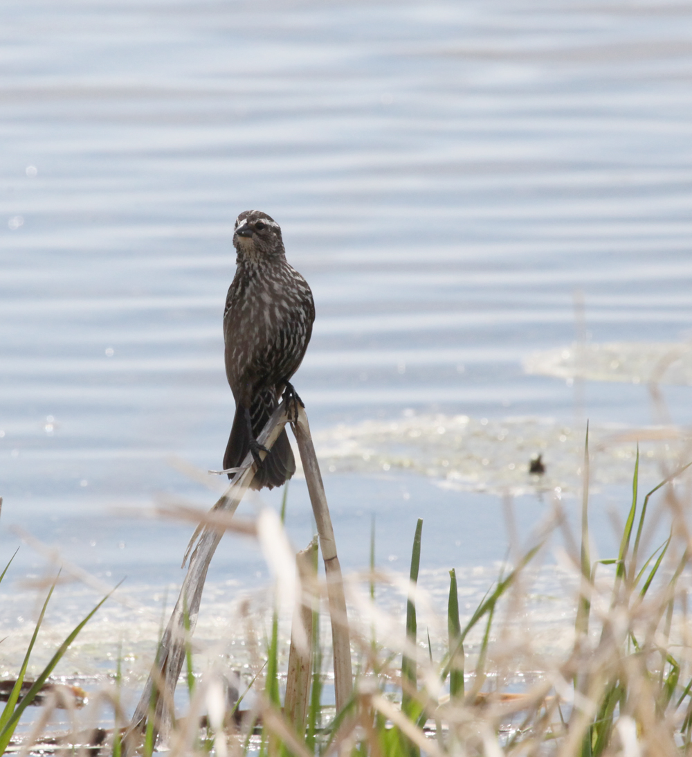 OWLET/HORICONMARSH5082011MRT151X1000.jpg