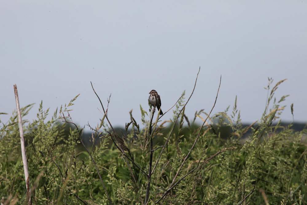 OWLET/NEWAREA6132012MRTRAPP009X1004.jpg