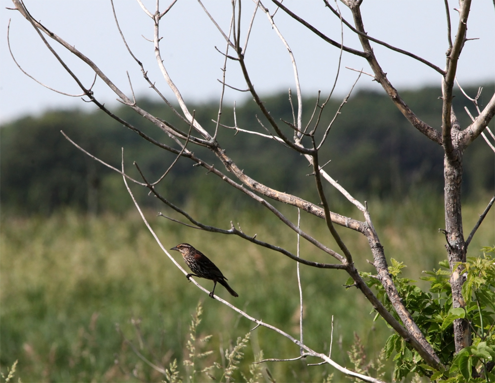 OWLET/NEWAREA6132012MRTRAPP045x1000.jpg