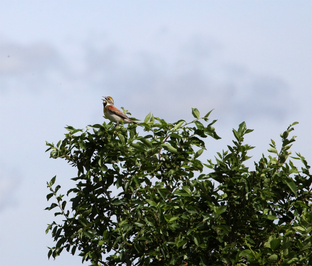 OWLET/NEWAREA6132012MRTRAPP056X1000.jpg