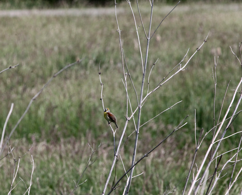 OWLET/NEWAREA6132012MRTRAPP056X1000.jpg