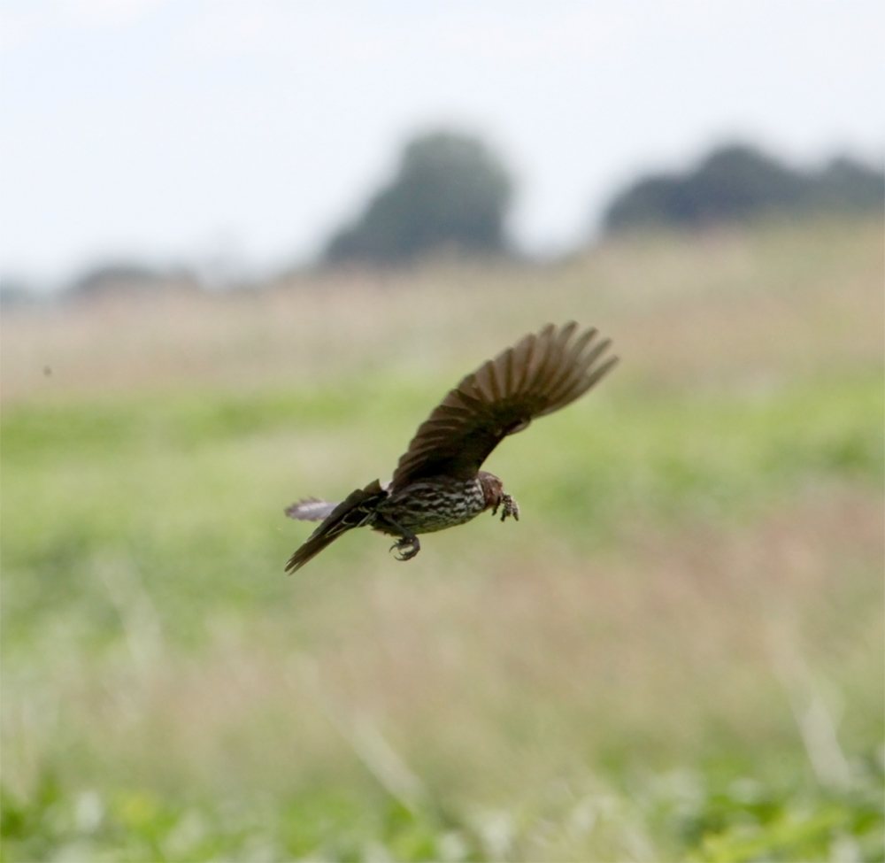 OWLET/NEWAREA6132012MRTRAPP169x1000.jpg