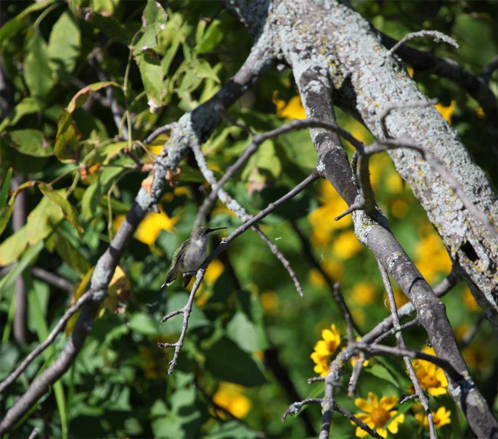 OWLET/hmarsh9092012mrt164X1000.jpg