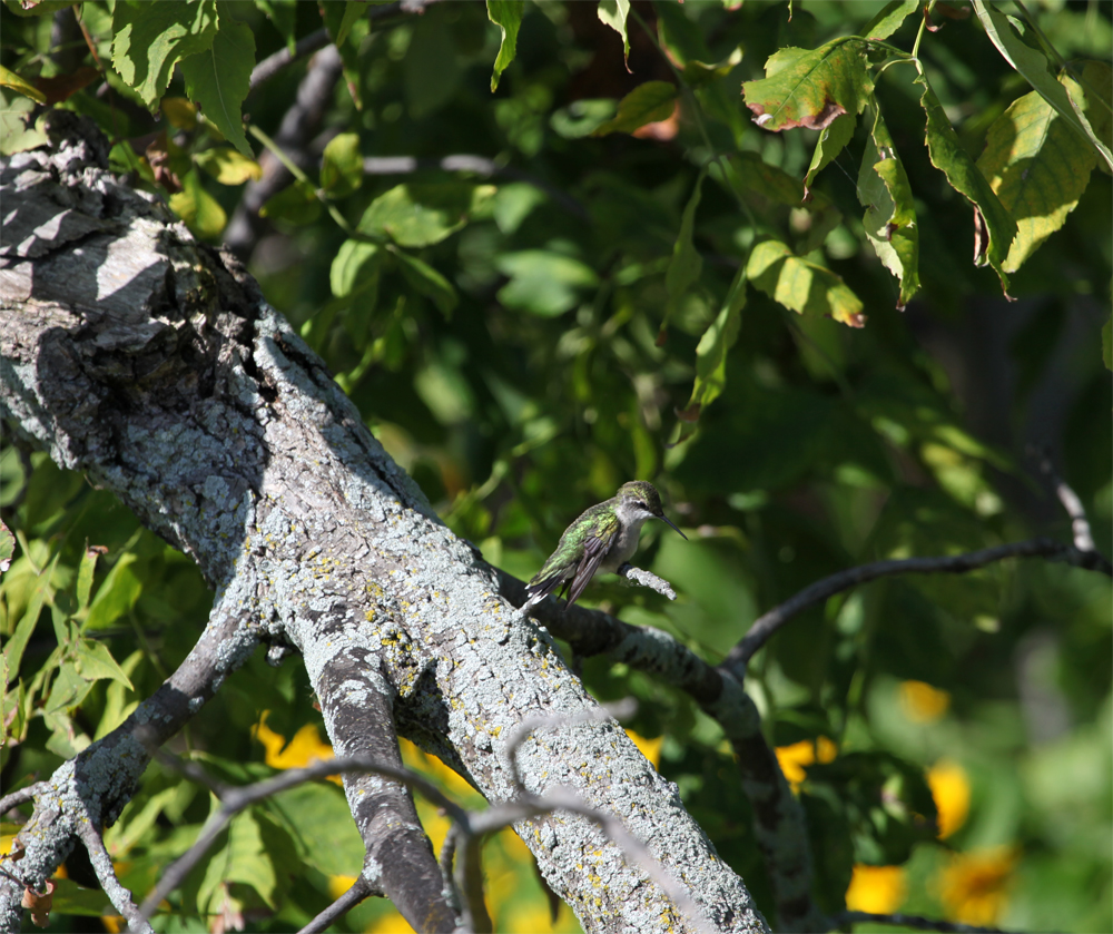 OWLET/hmarsh9092012mrt164X1000.jpg